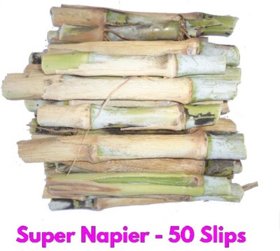 PURE AGROVET ENTERPRISES Super Napier / Pakchong 1 Multi-cut Fodder Grass Slips (Pack of 50 Slips) Seed(50 per packet)