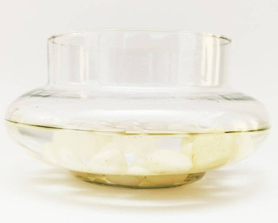 Virya Beautiful Clear Glass Pot for Lucky Bamboo Plant/ Money Plant (Without Plants) Plant Container Set(Glass)