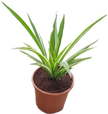 Amazing Gurden Dracaena Plant(Hybrid, Pack of 1)