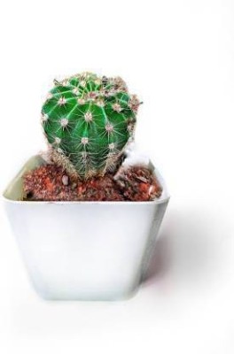 NRDhub Moon Cactus Plant(Pack of 1)