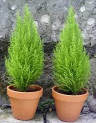 Ukanda Platycladus/Morpankhi Plant(Hybrid, Pack of 2)