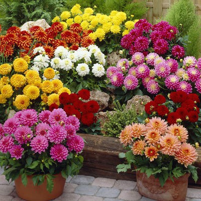 Paudha Dahlia Double Figaro Seed(25 per packet)