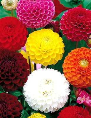 Paudha Dahlia Mix Flower Seed(16 per packet)