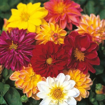 Paudha Dahlia Double Figaro Seed(15 per packet)