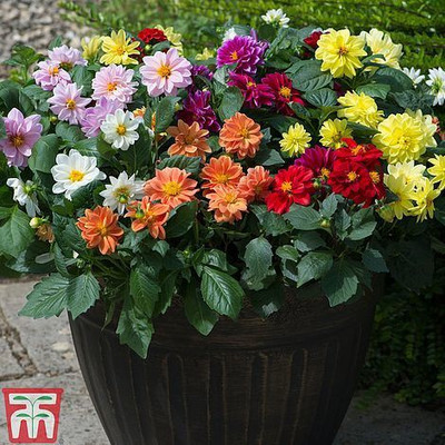 Paudha Dahlia Double Figaro Seed(55 per packet)