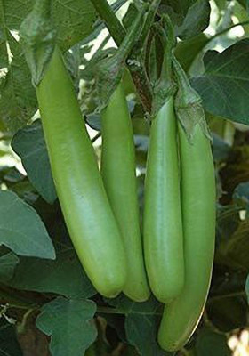 RAUNAK SEEDS Brinjal Seed(50 per packet)
