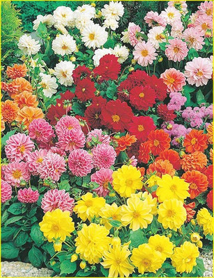 Paudha Dahlia Double Figaro Seed(56 per packet)