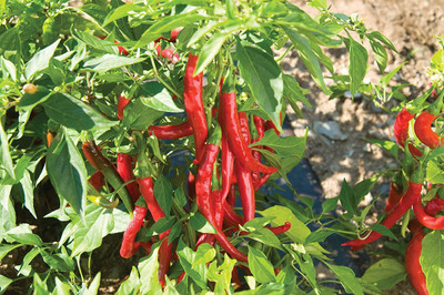 MKR Enterprises Mirch Seed(100 per packet)