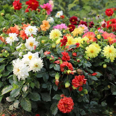Paudha Dahlia Double Figaro Seed(26 per packet)