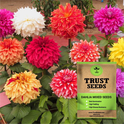 TrustBasket Dahlia mixed (Open Pollinated) Seed(30 per packet)