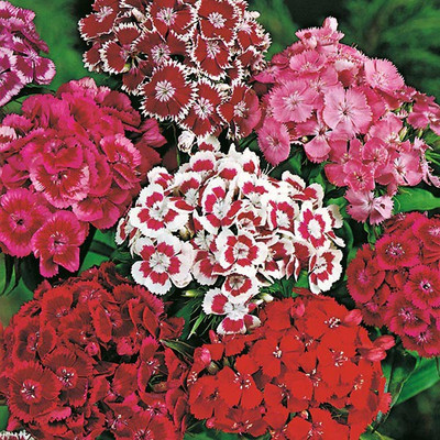 Paudha Sweet William Flower Seed(25 per packet)