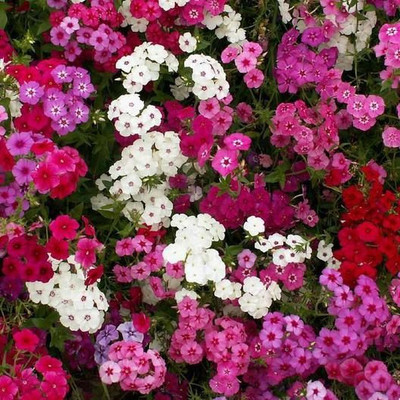 Paudha Phlox Mix Flower Seed(16 per packet)