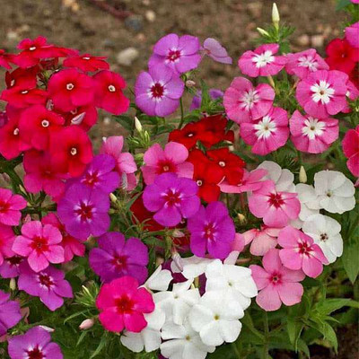 Paudha Phlox Mix Flower Seed(50 per packet)