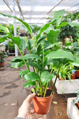Aquinnah Graden Elaichi/Cardamom Plant(Hybrid, Pack of 1)