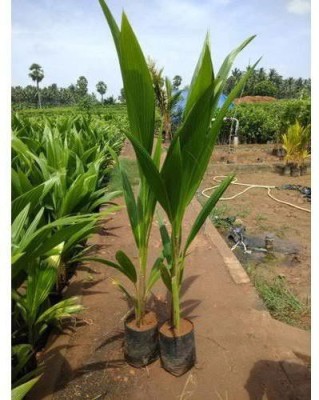 Rainbow Garden Coconut Plant(Hybrid, Pack of 1)