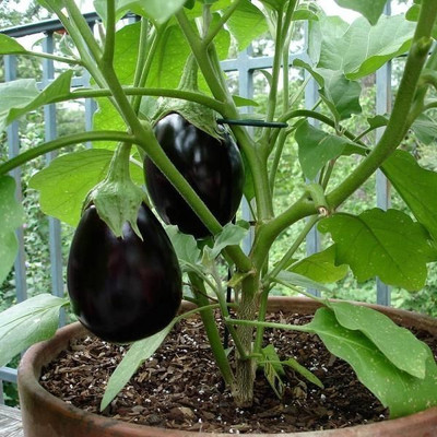 UGRA Brinjal Seed(3000 per packet)