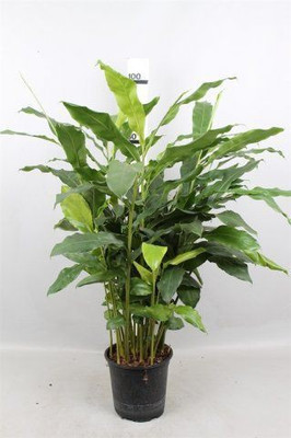 Aquinnah Graden Elaichi/Cardamom Plant(Hybrid, Pack of 1)