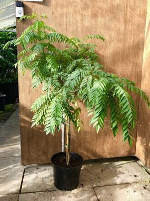NRDhub Curry Leaf Plant(Hybrid, Pack of 1)