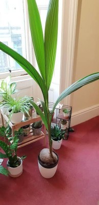 Rainbow Garden Coconut Plant(Hybrid, Pack of 1)