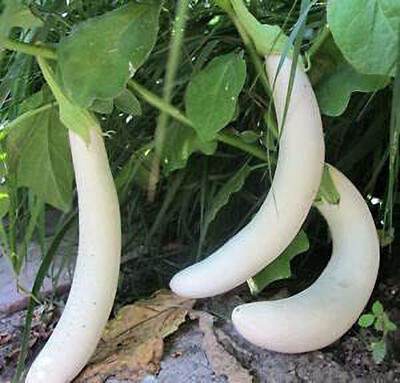 MKR Enterprises White Brinjal Seed(500 per packet)