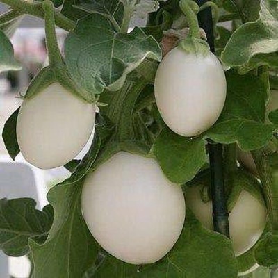 KANAYA White Brinjal Seed(130 per packet)