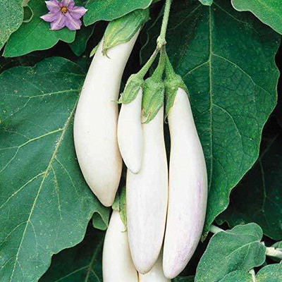 MKR Enterprises Brinjal Seed(8000 per packet)