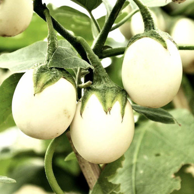 ENINE White Brinjal Seed(200 per packet)