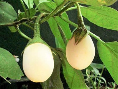 CHILLATAI White Badanekai / White Vankaya / White Brinjal F1 Hybrid Seed(50 per packet)