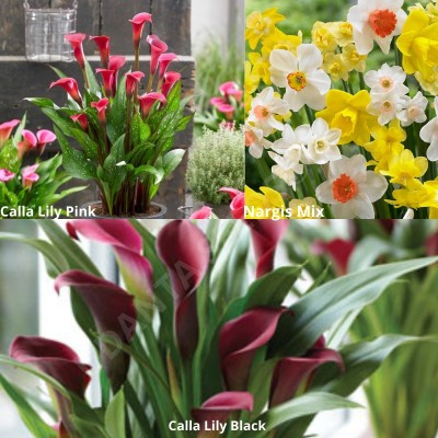 Udanta UDANTA SEEDS® Important Summer Season Flower Bulbs SET Of 5 Each Combo Pack Seed(5 per packet)
