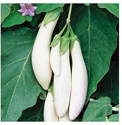 MKR Enterprises White Brinjal Seed(150 per packet)