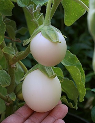 KANAYA Brinjal White Round Eggplant Hybrid Seed(300 per packet)