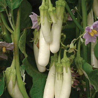 VibeX ® VLR-359 Brinjal Seeds White Hybrid F1 Variety Seed(200 per packet)