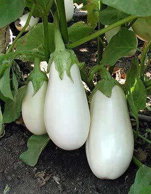 CYBEXIS NBIR-76 - Brinjal American White Brinjal F1 Hybrid - (1350 Seeds) Seed(1350 per packet)