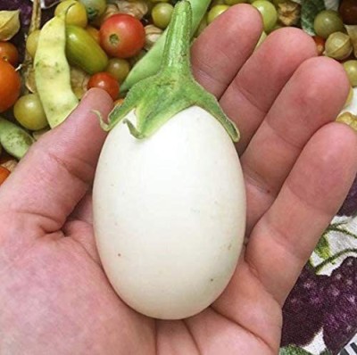 Aywal Brinjal White Round Eggplant Hybrid Seed(400 per packet)