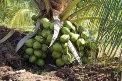 Ukanda Coconut Plant(Hybrid, Pack of 1)