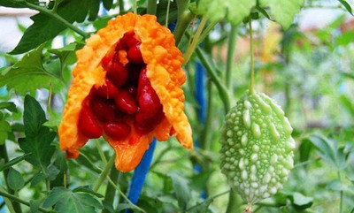 GOCROP Chinese Bitter Melon Gourd Seed(50 per packet)
