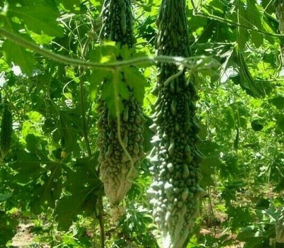 UGRA Karela Bittergourd Seeds Seed(400 per packet)
