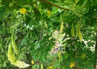 UGRA Green Skin Bitter Melon Seeds Seed(100 per packet)
