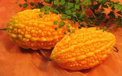 UGRA Chinese Bitter Melon Gourd Seed(100 per packet)