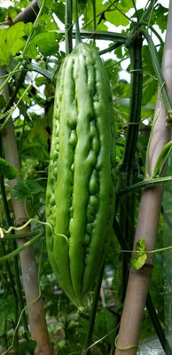 UGRA Pearl Bitter Melon Seeds Seed(30 per packet)