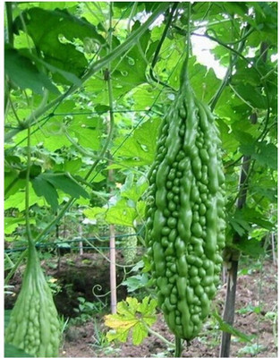Corofitam Bitter Gourd Seeds Seed(50 per packet)
