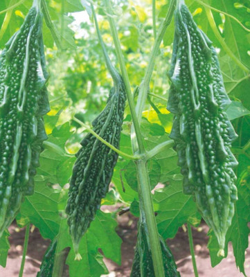 GOCROP Bitter Melon Seed(150 per packet)
