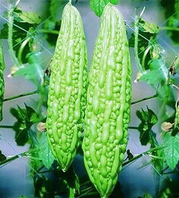 UGRA Pearl Bitter Melon Seeds Seed(30 per packet)