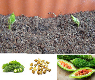 UGRA Bitter Melon Organic Seeds Seed(250 per packet)