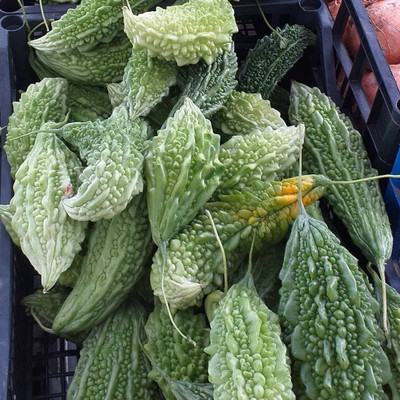 UGRA Organic Green Bitter Gourd Seeds Seed(50 per packet)