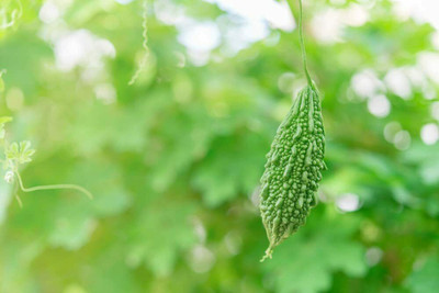 GOCROP Bitter Melon Seed(120 per packet)