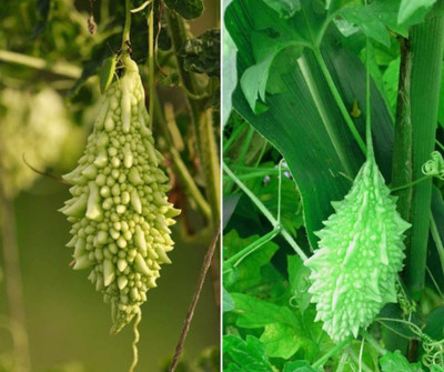 GOCROP Green Bitter Melon Gourd Seed(300 per packet)