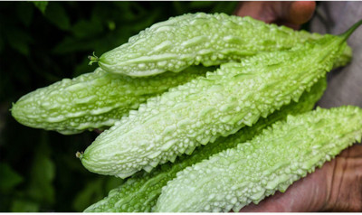 UGRA White Pearl Bitter Melon Seeds Seed(50 per packet)
