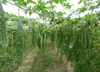 UGRA Bitter gourd Karela seeds Seed(50 per packet)