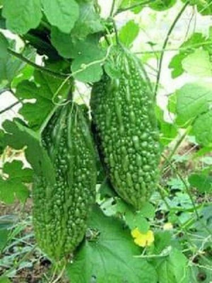 UGRA Bitter Gourd Seeds Seed(125 per packet)